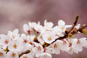 Fototapeta na wymiar 桜　cherry blossom