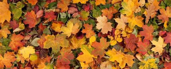 Naklejka na ściany i meble Mix upadłej kolorowych liści jesienią drzewa
