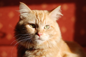 Maine Coon kater