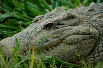 Obraz premium South Africa