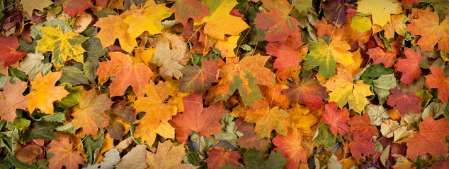 Amix of fallen autumn tree leaves