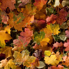 Naklejka na ściany i meble A mix of fallen autumn tree leaves