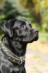 dog black Labrador shines in the sun