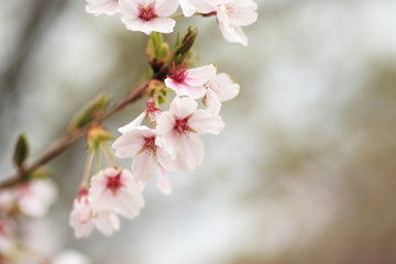 桜　cherry blossom