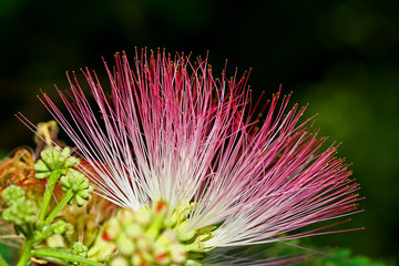 Seidenbaumblüte