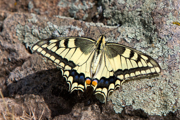 Butterfly on the rocks
