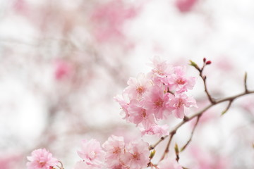 八重桜　double cherry blossoms