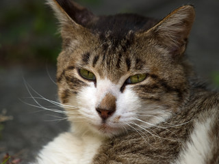 Obraz premium カメラ目線の猫