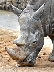 Fototapeta premium Rhino