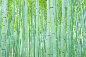 Papier Peint photo Bambou foret de bambou