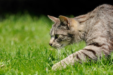 Obraz premium Laufende Katze