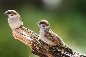 Junger Spatz