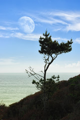 Moon and pine