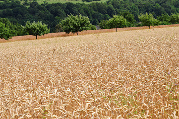 Feld, Erntezeit