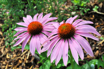 Obraz premium Echinacea