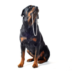 rottweiler et son collier