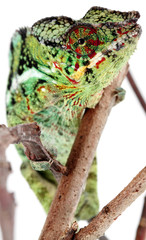 Fototapeta premium caméléon de la Réunion, chamaeleo pardalis, fond blanc