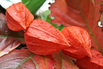 red autumn