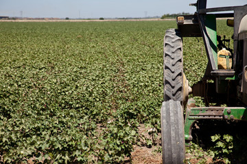 Tractor frente a campo de algod&oacute;n