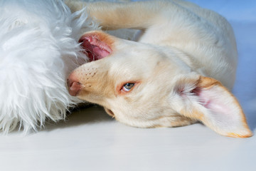 Fototapeta premium Spielender Welpe