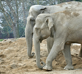 Fototapeta premium Two elephants