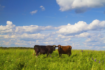 cows in the meadow