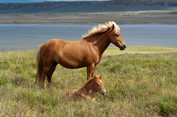 Icelandic horse and foal