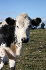 Little calf portrait