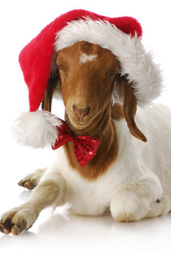 goat dressed up with santa hat