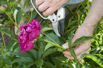 Gardener cuts peony