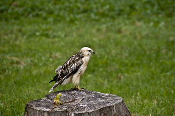 Mäusebussard auf einem Baumstamm im Park