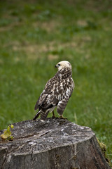 Mäusebussard im Park