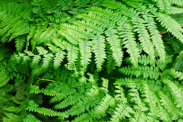 Fresh green fern leaves