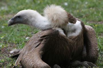 Gänsegeier