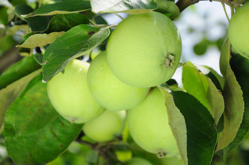 green apple