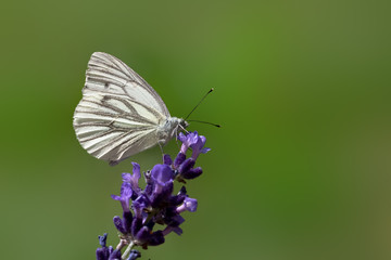 Schmetterling auf Lavendel