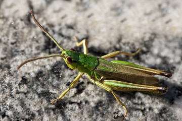 Grashüpfer auf Stein