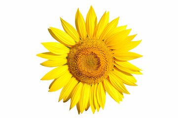 Isolated sunflower