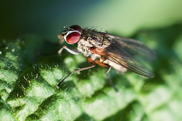 domestic fly macro