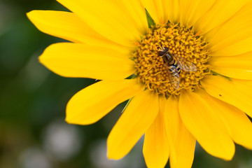 Wespe in gelber Blume