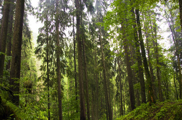 Fototapeta na wymiar Fir Carpathian highland forest