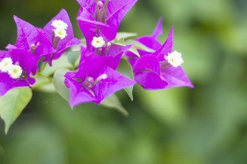 Obraz na płótnie Canvas violet flower