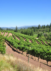 Fototapeta na wymiar California vineyard