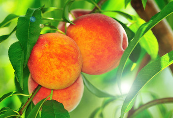 peaches on the tree