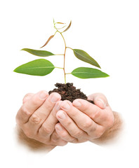 sprout in palms as a symbol of nature protection