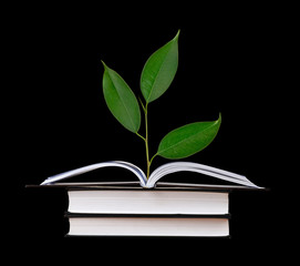 Tree seedling growing from an open book