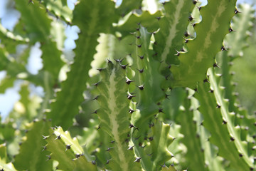 Cactus