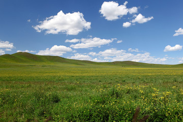 Fototapeta na wymiar Landscape in grassland