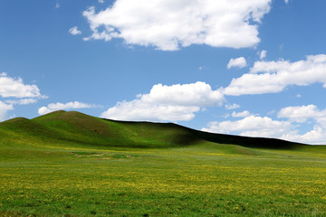 Landscape in grassland