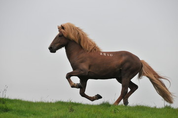 islandpferde